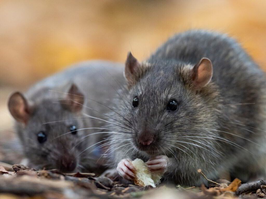 Rat Control | Expert Pest Control Solutions in New Jersey