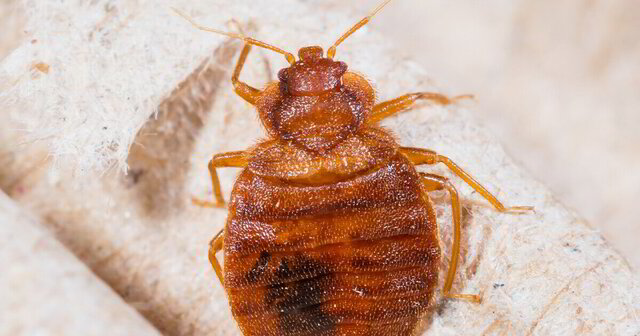 Trusted Bed Bug Exterminator in Toms River, NJ