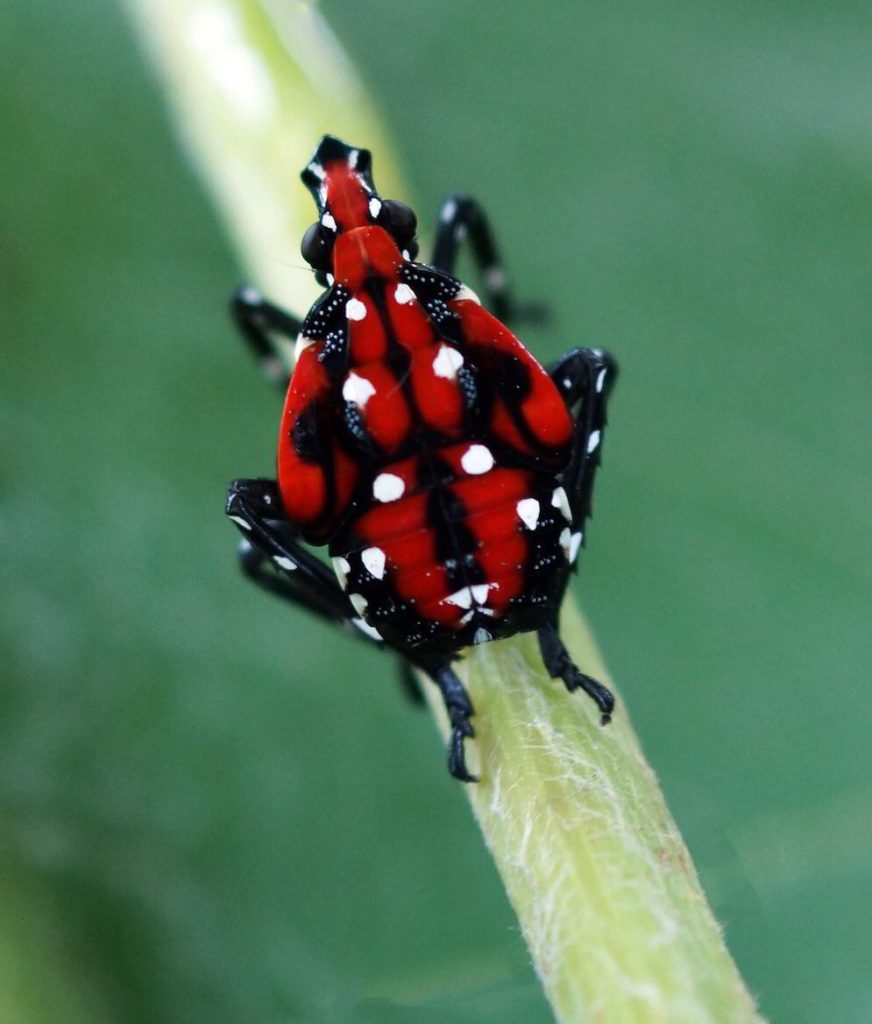 Effective Spotted Lanternfly Control