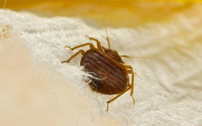 Wall Township NJ Bed Bug Exterminator