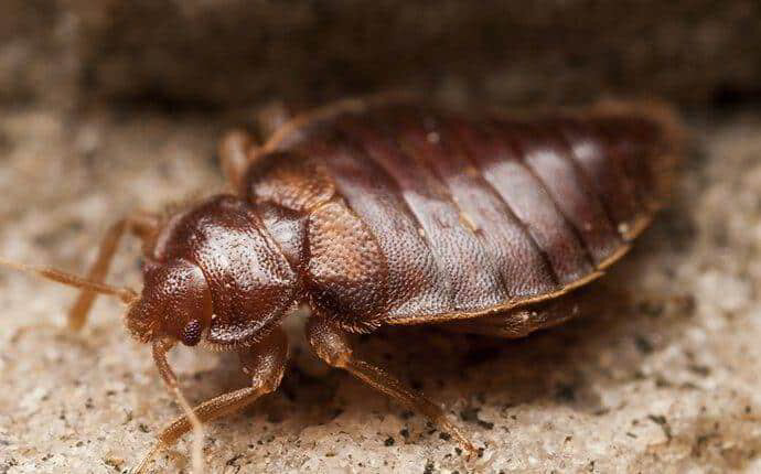 Bed Bug Extermination in Barnegat Township, New Jersey