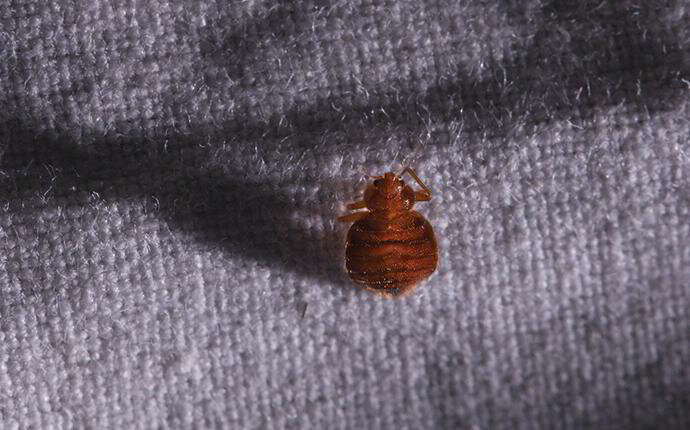 Montclair NJ Bed Bug Exterminator