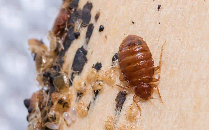 Flemington NJ Bed Bug Exterminator