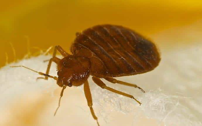 Trusted Bed Bug Exterminator in Princeton, NJ | AMC Pest Control