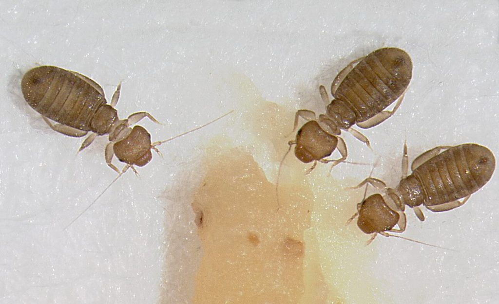 Booklice Control Services in New Jersey | Expert Prevention & Treatment