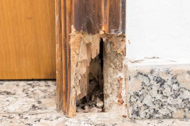 Beetle Control & Pest Solutions in New Jersey | Eco-Friendly Services