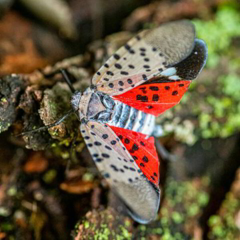 Spotted Lantern Fly