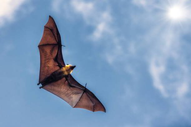 Bat Image