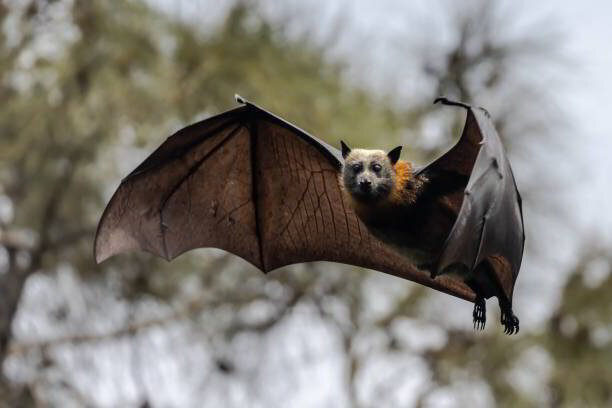 Professional Bat Removal Image