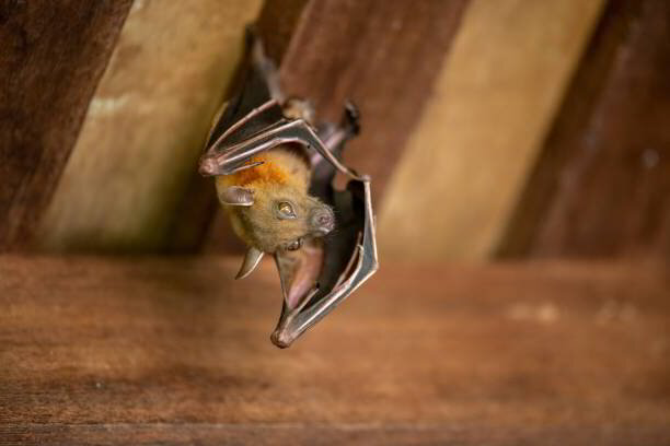 Bat Habitat Image