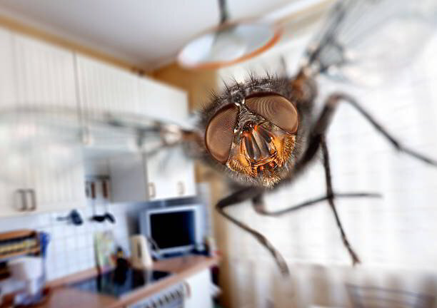 House Fly Management Services