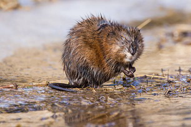 Muskrat Control Services