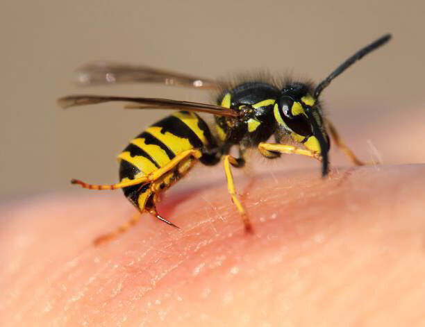 Stinging Insect