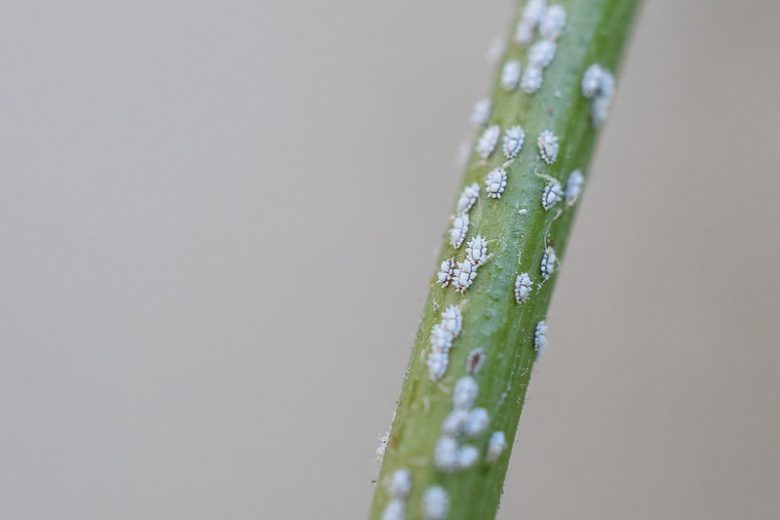 Comprehensive Mealybug Control | Eco-Friendly Pest Solutions in New Jersey